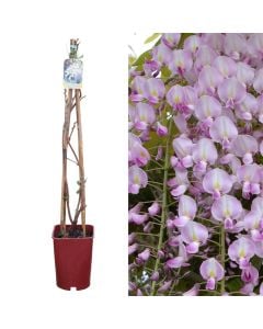 Wisteria brachybotrys showa beni v.22 h.90-120 cm