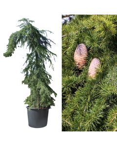 Cedrus deodara pendula v.40 h.200-250 cm