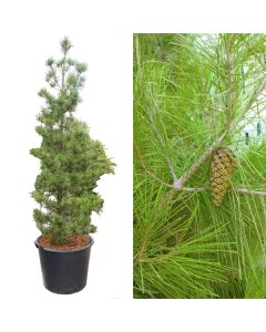 Casuarina equisetifolia v.50 h.350-400 cm