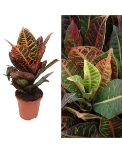 Codiaeum variegatum v.17 h.55