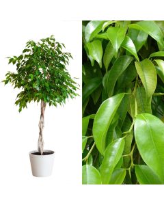 Ficus microcarpa nitida v.27 h.120, twisted stem