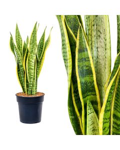 Sanseveria laurentii v.21 h.70