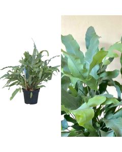 Phlebodium aureum v.14 h.40