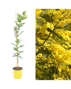 Acacia dealbata v.17 h.80-100