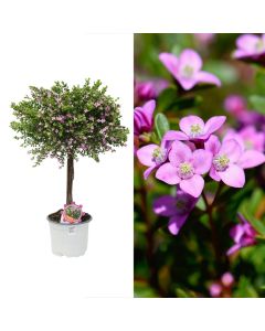 Boronia crenulata v.17 h.60, stem