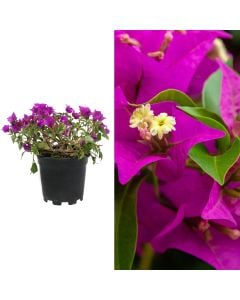 Bouganvillea sanderiana alexandra v.17 h.30