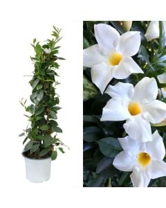 Dipladenia, mandevilla v.17 h.75, pyramid