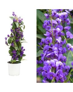 Hardenbergia mix v.15 h.60