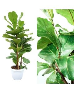Ficus lyrata 3 plant v.35 h.150-170