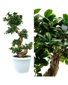 Ficus microcarpa ginseng v.30 h.85-100