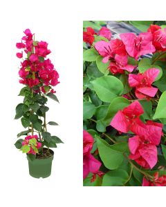 Bougainvillea california v.19 h.90, pyramid