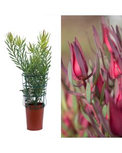 Leucadendron harlequin v.14 h.60