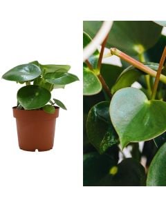 Peperomia polybotrya v.12 h.20