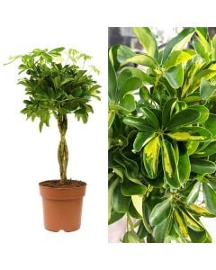 Schefflera arboricola gold capella v.21 h.70-85, twisted