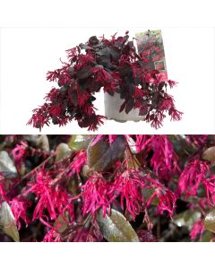 Loropetalum chinense v.15 h.30