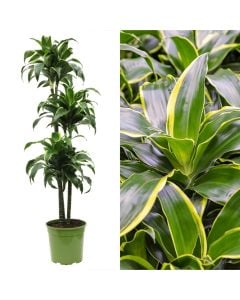 Dracaena dorado 3 plant v.24 h.150