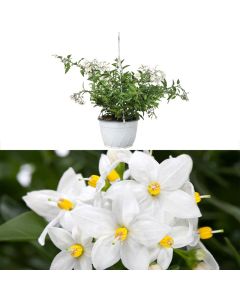 Solanum jasminoides v.19 h.30, hanging