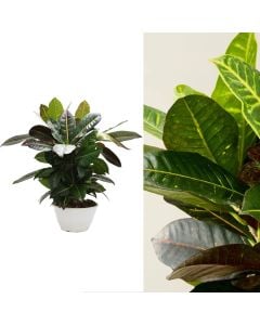 Codiaeum petra v.17 h.60-75, branched