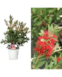 Callistemon laevis v.17 h.40