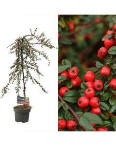 Cotoneaster suecicus v.23 h.110