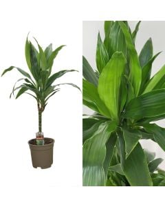 Dracaena janet craig 1 plant v.17 h.75