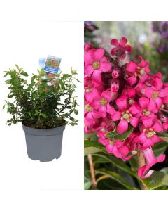 Escallonia red dream v.17 h.30