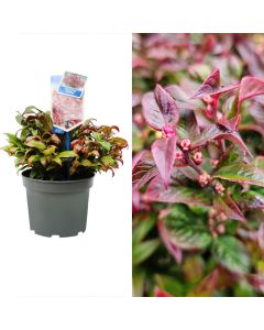 Leucothoe axillaris v.17 h.20