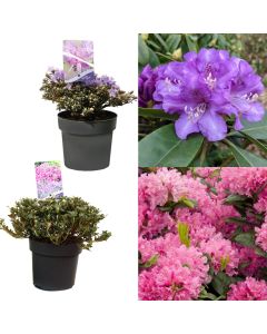 Rhododendron mix v.17 h.30-40