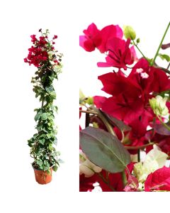 Bougainvillea california v.21 h.150, pyramid