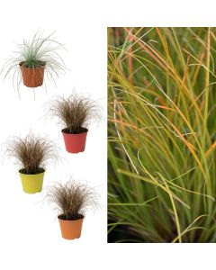 Ornamental grass mix, mix, carex, festuca v.15