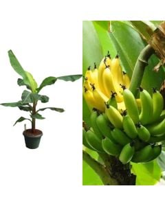 Banane, musa dwarf cavendish v.35 h.135-150
