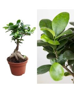 Ficus microcarpa ginseng v.17 h.35-40