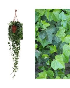 Hedera green leafed v.19 h.50, hanging