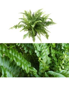 Nephrolepis v.19 h.60, hanging