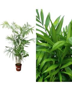 Chamaedorea seifrizii v.21 h.125-145