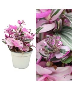 Tradescantia nanuk v.14 h.20-25