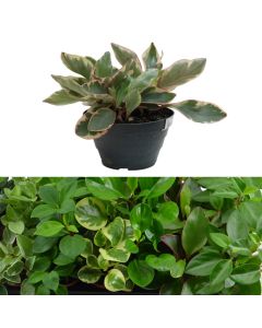 Peperomia mix v.17 h.35