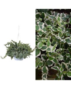 Ficus pumila repens variegato v.19 h.20-25, hanging