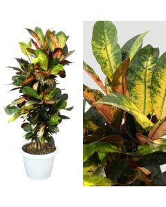 Croton ramficato v.35 h.150