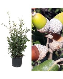 Ilqe, quercus ilex v.20 h.100