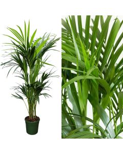 Kentia palm, howea forsteriana v.21 h.150