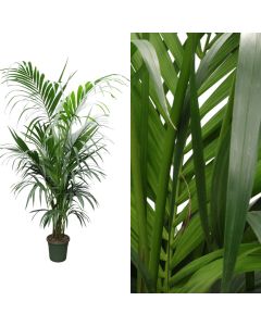 Kentia forsteriana v.23 h.170