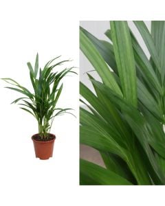 Dypsis lutescens, areca v.14 h.60
