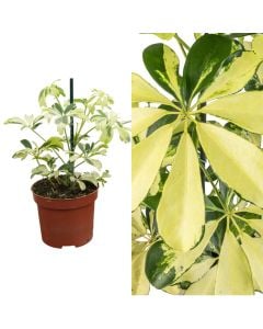 Schefflera arboricola, janine v.10 h.20
