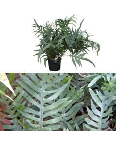 Phlebodium aureum v.17 h.60 hanging
