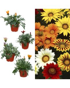 Gazania rigens v.14 h.25-30