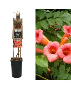 Woody vines, campsis radicans v.17 h.75