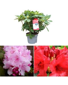 Rhododendron v.23 h.40-60