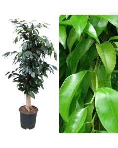 Ficus benjamina v.21 h.110, stem