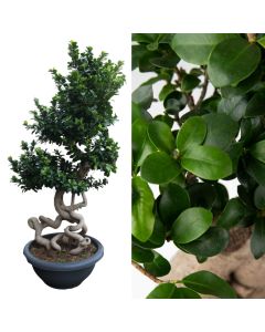 Ficus microcarpa ginseng, dragon shape v.60 h.190-210